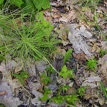 dry roadside maple leaf litter, small tributary of Ruby Creek, Chelan County, Washington