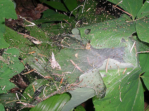 messy funnel web of Agelenopsis, small tributary of Ruby Creek, Chelan County, Washington