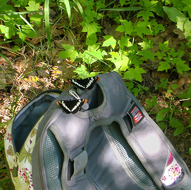butterflies Limenitis lorquini on Rod Crawford's butterfly=decorated backpack, small tributary of Ruby Creek, Chelan County, Washington