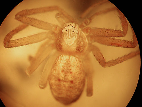 unidentified Philodromus crab spider, small tributary of Ruby Creek, Chelan County, Washington