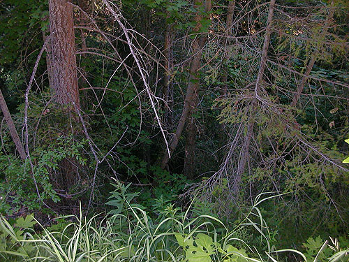 ravine of small tributary of Ruby Creek, Chelan County, Washington