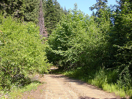 quiet forest road crosses small tributary of Ruby Creek, Chelan County, Washington
