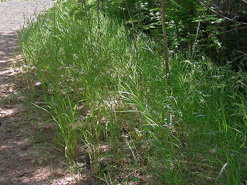 grassy roadside verge, small tributary of Ruby Creek, Chelan County, Washington