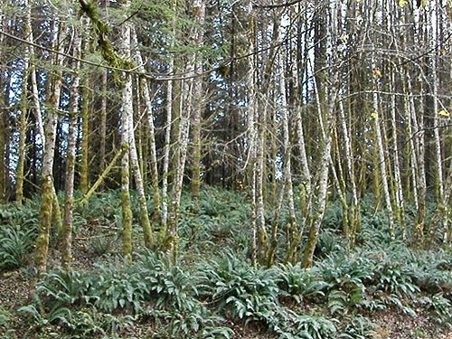 alder forest across road from cottonwood grove, Yale Bridge Road, Cowlitz County, Washington