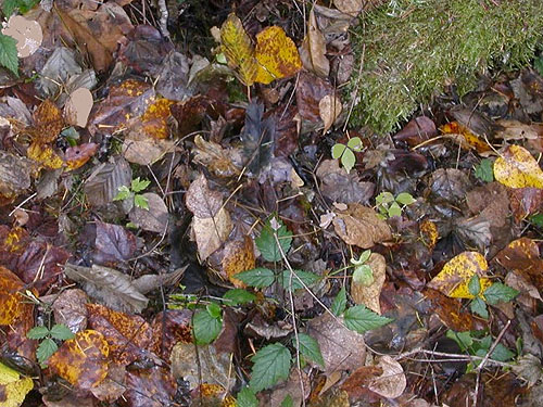 cottonwood leaf litter, Yale Bridge Road, Cowlitz County, Washington