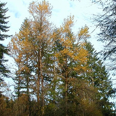 cottonwood grove, Yale Bridge Road, Cowlitz County, Washington