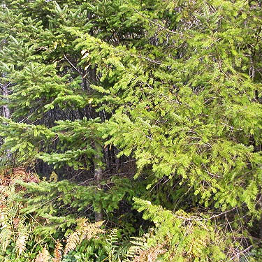 Douglas-fir foliage, Yale Bridge Road, Cowlitz County, Washington