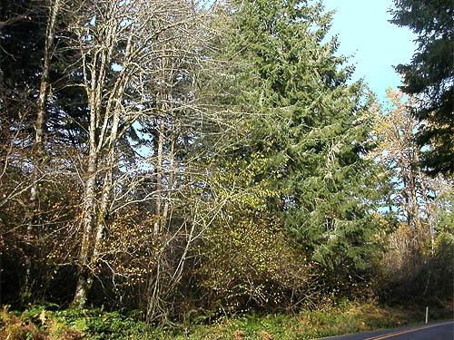 cottonwood grove, Yale Bridge Road, Cowlitz County, Washington