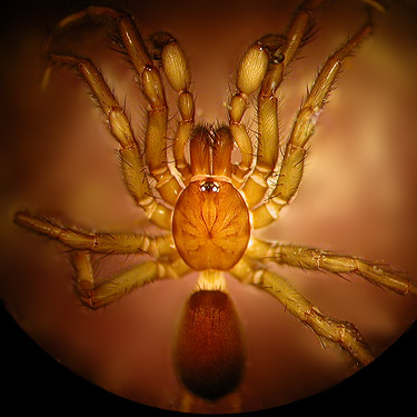 male spider Hexura picea from leaf litter, edge of Sadele Dam Park, Cowlitz County, Washington
