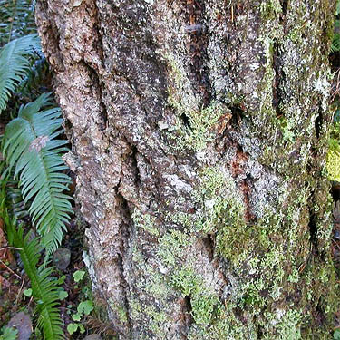 lichen on tree trunk, edge of Sadele Dam Park, Cowlitz County, Washington