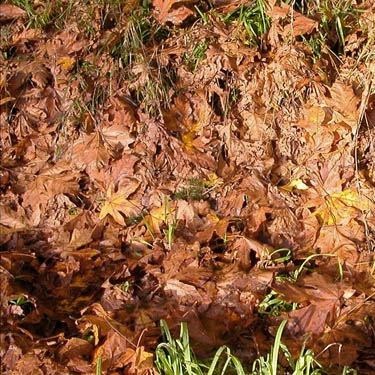 bigleaf maple leaf litter, edge of Sadele Dam Park, Cowlitz County, Washington