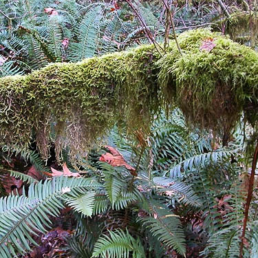 moss and ferns, two good habitats, edge of Sadele Dam Park, Cowlitz County, Washington