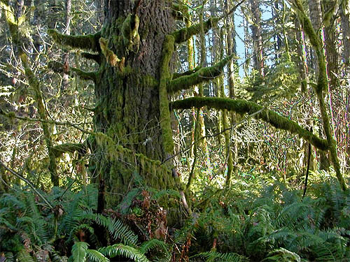 mossy tree, edge of Sadele Dam Park, Cowlitz County, Washington