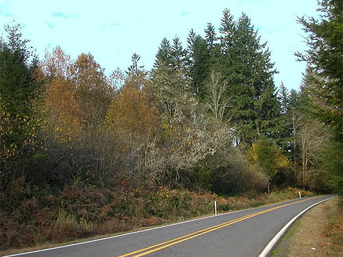 forest along Yale Bridge Road, Cowlitz County, Washington