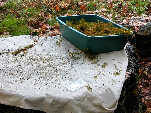 sifting moss on a stump, edge of Sadele Dam Park, Cowlitz County, Washington
