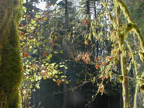 moss silhouetted against sunlight, edge of Sadele Dam Park, Cowlitz County, Washington