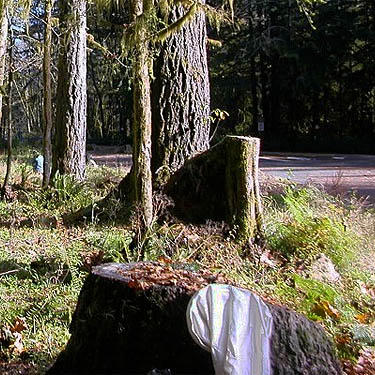 stump used as sifting platform, edge of Sadele Dam Park, Cowlitz County, Washington