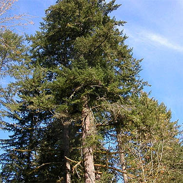 tall tree, edge of Sadele Dam Park, Cowlitz County, Washington