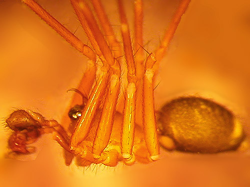 Wubana pacifica male microspider from leaf litter, edge of Sadele Dam Park, Cowlitz County, Washington