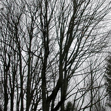 bare maple trees, Salsbury Point Park, Kitsap County, Washington