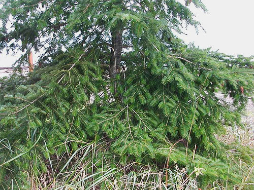 Douglas-fir Pseudotsuga menziesii at top of beach, Salsbury Point Park, Kitsap County, Washington