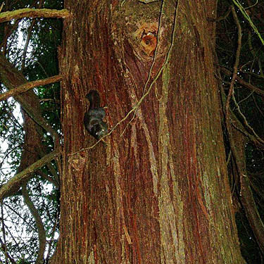 black squirrel (black phase Sciurus carolinensis) on cedar trunk, Salsbury Point Park, Kitsap County, Washington