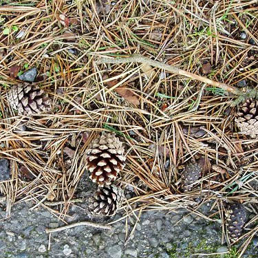 shore pine cones on ground, Salsbury Point Park, Kitsap County, Washington