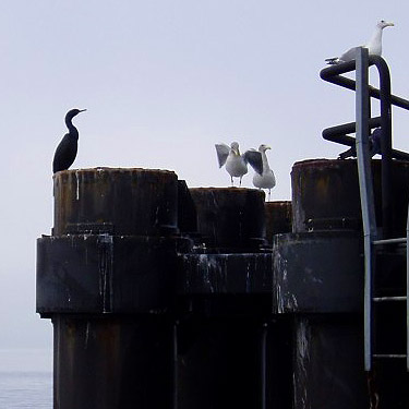 cormorant and gulls on pilings, Edmonds, Washington ferry dock, 29 November 2015