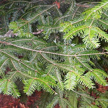 foliage of grand fir Abies grandis, Salsbury Point Park, Kitsap County, Washington