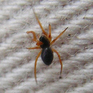 juvenile erigonine spider from pine cones, probablty Entelecara, Salsbury Point Park, Kitsap County, Washington