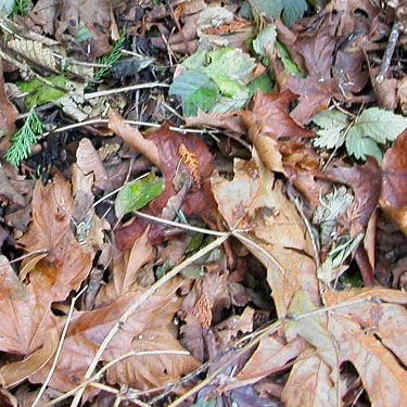 maple leaf litter, Salsbury Point Park, Kitsap County, Washington