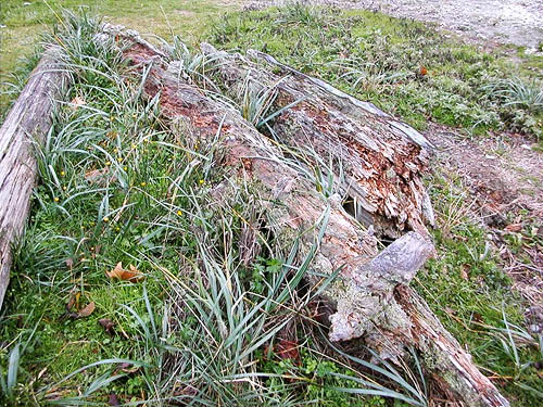beach drift logs, Salsbury Point Park, Kitsap County, Washington