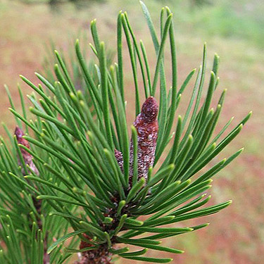 foliage of shore pine, Pinus contorta contorta, Salsbury Point Park, Kitsap County, Washington