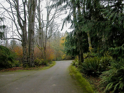 roadside forest, Salsbury Point Park, Kitsap County, Washington