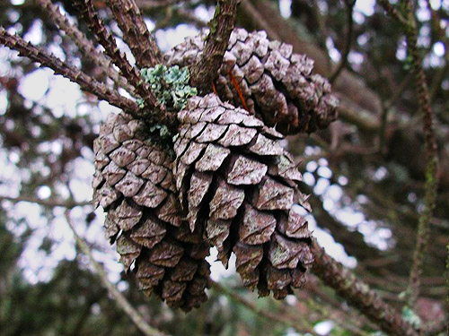 shore pine cones on tree, Salsbury Point Park, Kitsap County, Washington