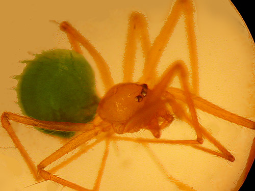 female Usofila pacifica spider, Telemidae, from leaf litter, Salsbury Point Park, Kitsap County, Washington