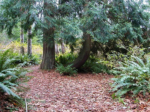 red cedar trees Thuja plicata in forest, Salsbury Point Park, Kitsap County, Washington