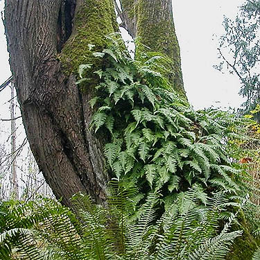licorice ferns on maple trunk, sword ferns below, Salsbury Point Park, Kitsap County, Washington
