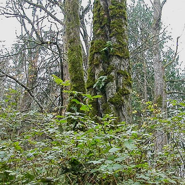 moss on maple trunk; salmonberry understory, Salsbury Point Park, Kitsap County, Washington