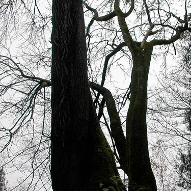 winter maple trunks, Salsbury Point Park, Kitsap County, Washington