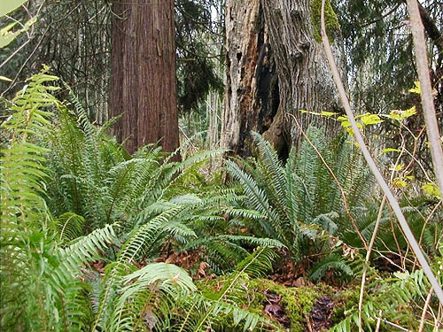 fern understory in cedar-maple forest, Salsbury Point Park, Kitsap County, Washington