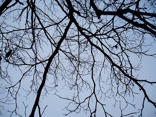 bare branches, Salsbury Point Park, Kitsap County, Washington