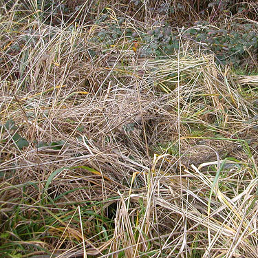 grass in beach meadow zone, Saltair Beach Park, Kingston, Kitsap County, Washington