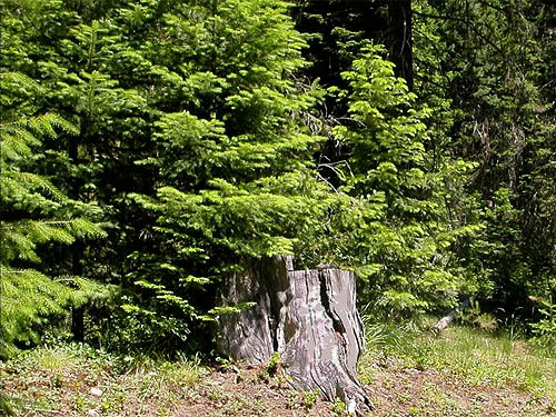 accessible conifer foliage, Sand Ridge Trailhead E of White Pass, Yakima County, Washington