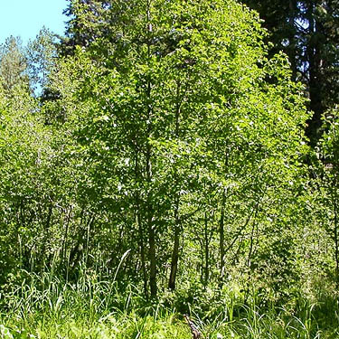 alder trees in wetland across highway from Sand Ridge Trailhead E of White Pass, Yakima County, Washington