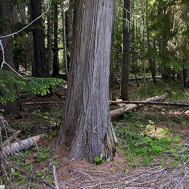 red cedar trunk Thuja plicata, Sand Ridge Trailhead E of White Pass, Yakima County, Washington