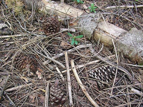 pine cones on forest floor, Sand Ridge Trailhead E of White Pass, Yakima County, Washington