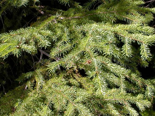 Engelmann spruce foliage, Picea engelmanni, Sand Ridge Trailhead E of White Pass, Yakima County, Washington