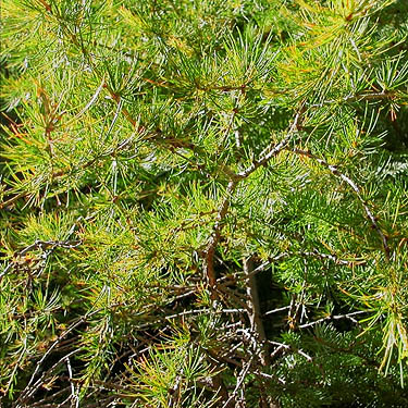 western larch foliage Larix occidentalis, Sand Ridge Trailhead E of White Pass, Yakima County, Washington