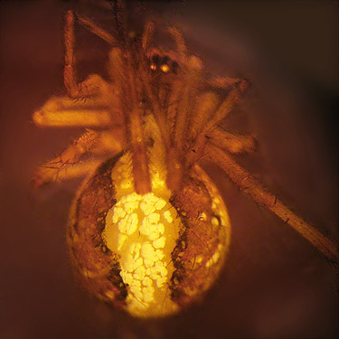 cobweb weaver spider Theridion lawrencei, Sand Ridge Trailhead E of White Pass, Yakima County, Washington